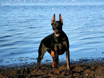 Doberman Wallpaper