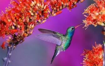 Desktop Wallpaper Of Hummingbird Computer