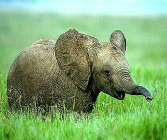 Baby Elephant Playing In Savana Wallpaper Desktop Gallery