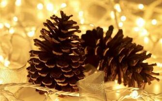 Pine Cone Wallpaper