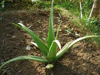Earth Plant Aloe Vera Wallpaper