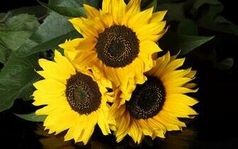 Sunflower Wallpaper
