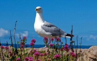 Seagull Wallpaper