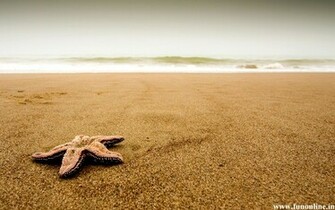 Starfish Wallpaper Charming Starfishes HD