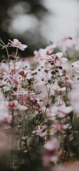 Pastel Pink Flowers iPhone Wallpaper