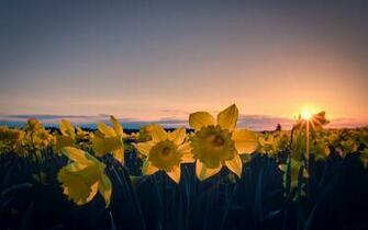 Daffodil Wallpaper Net