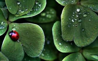 Ladybug And Lucky Clovers Desktop Wallpaper HD