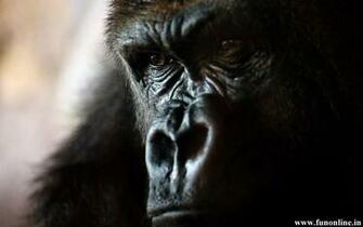 Gorilla Wallpaper Giant Gorillas HD
