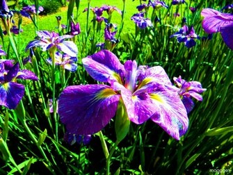 Iris Wallpaper By Moggget