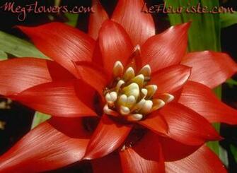 Megflowers Wallpaper Small Jpg