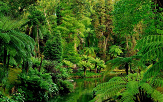 Jungle Wallpaper