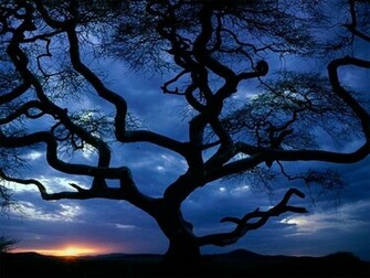 Cool Apple Wallpaper For Desktop