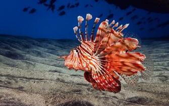 Animals Nature Lionfish Fish Wallpaper HD Desktop