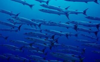 Nature Ocean Fish Blue Sea HD Wallpaper