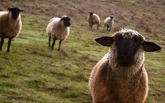 Curious Sheep Desktop Pc And Mac Wallpaper