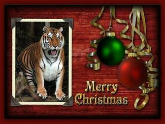 Christmas Wallpaper Tiger Chat Big Cats