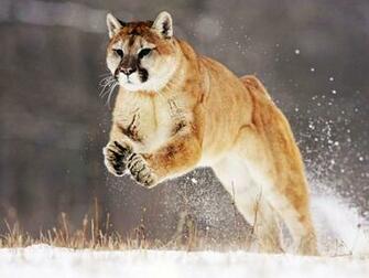 Mountain Lion Wallpaper Wallaperaz