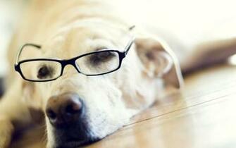 Dog Cool