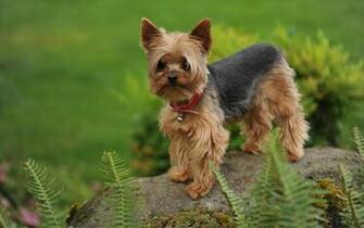 Yorkshire Terrier Wallpaper