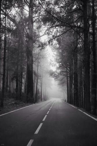 Black And White Forest Grunge Wallpaper