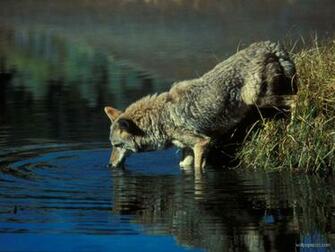 Coyote Wallpaper
