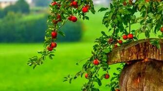 Apple Tree HD Wallpaper
