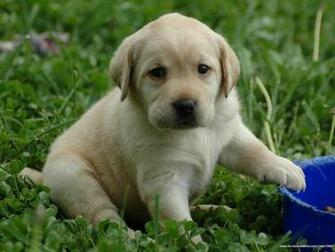 Puppy Photo And Wallpaper Beautiful Lovely Labrador Retriever