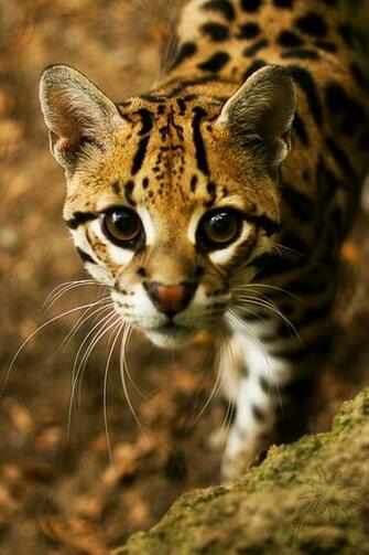 Ocelot HD Desktop Wallpaper 7wallpaper Net