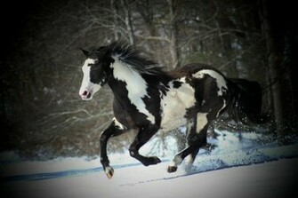Black And White Paint Horse Wallpaper Full Size