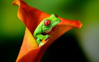 Amphibians Wallpaper X Net