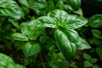 Basil Wallpaper High Quality