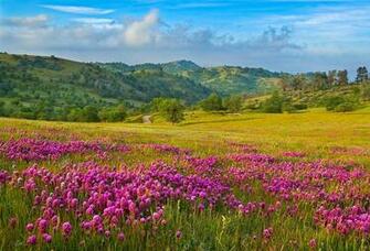 Flower Fields Nature Wallpaper HD Desktop