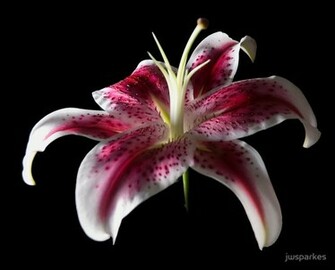 Related Pictures Background Flowers Stargazer Lily Graphic