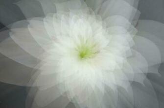 Easter Lily Wallpaper