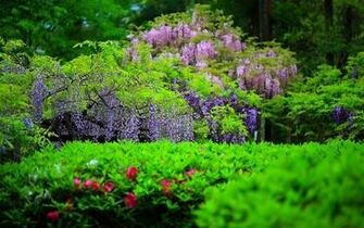 Wallpaper Flowers Wisteria