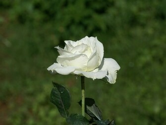 White Roses Wallpaper