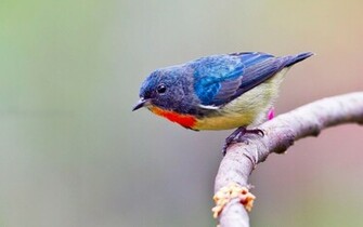Western Bluebird Wallpaper