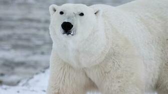 Wallpaper Polar Bear In His Environment