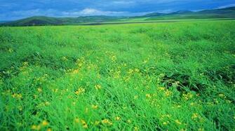 Grassland Scenery Background Widescreen And HD Wallpaper