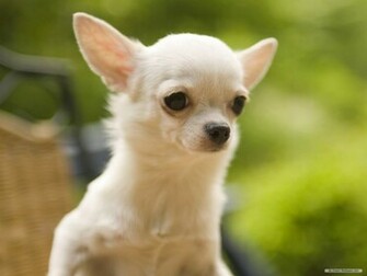 Wallpaper Chihuahua Index