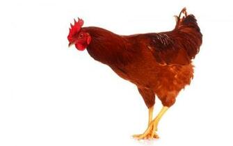 Hen Bird Widescreen HD Wallpaper