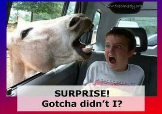 Funny Animals With Captions High Resolution Wallpaper