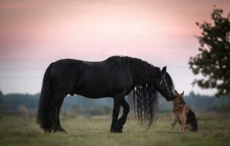 German Shepherd Dog Friendship Friends Wallpaper Photos