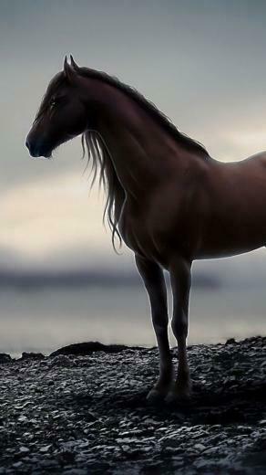 Best Knight On Horseback Stand Cliff Wallpaper Image