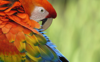 Parrot Desktop Background Wallpaper