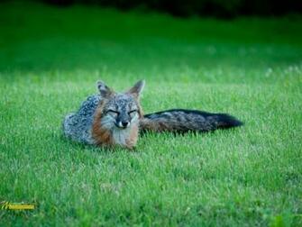 HD Animal Wallpaper Which Will Make You Amaze
