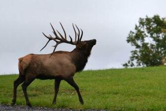 On The Next Hill Over Was Another Monster Bull With A Herd Of About