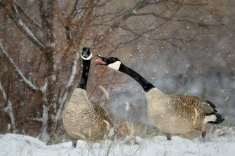 Canada Geese Wallpaper