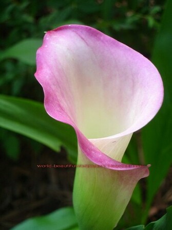 Beautiful Wallpaper Calla Lily Flowers