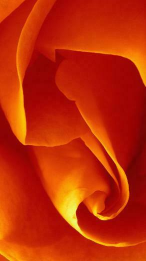iPhone Wallpaper HD Apple System Default Flower